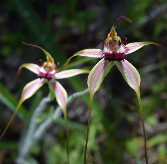 Caladenia - Orchid-Badgingarra-Vern-Westbrook-walk-Sep-2018p0032.JPG